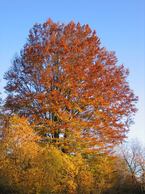 barevný podzim